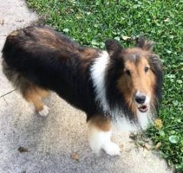 Available Shelties - Mid Florida Sheltie RescueMid Florida Sheltie Rescue